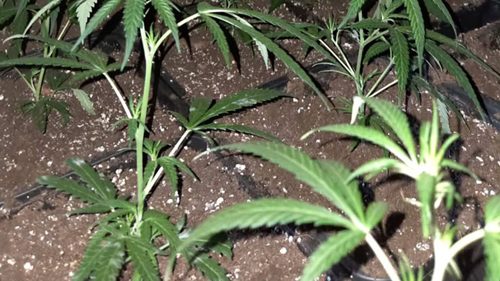 Wietplanten en auto in beslag genomen in de Gorzen