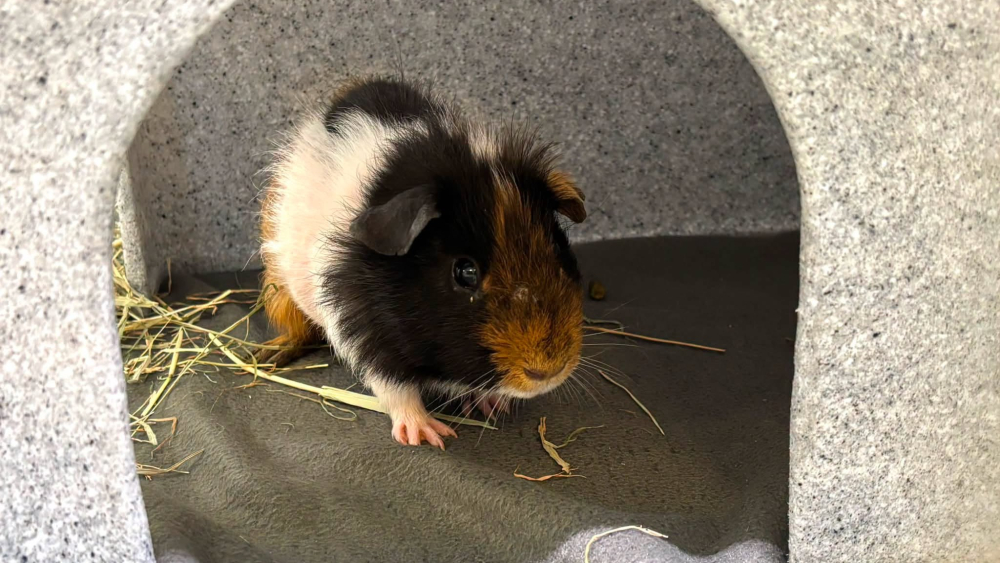 Fleecedekens nodig voor cavia’s met schurft: ‘Met 100 kunnen we twee weken vooruit’
