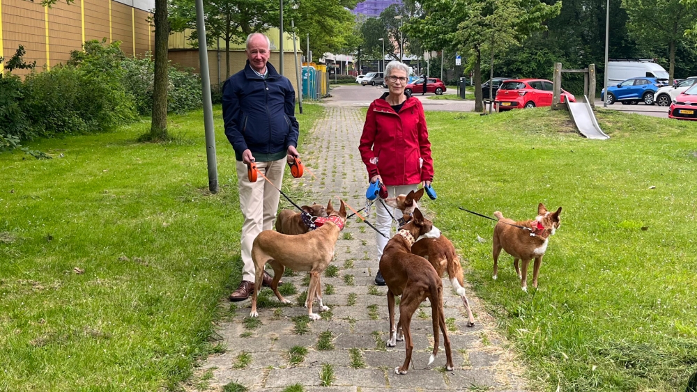 Vijf adoptiehonden tegelijk voor Schiedams echtpaar: ‘Dit zitten we uit’