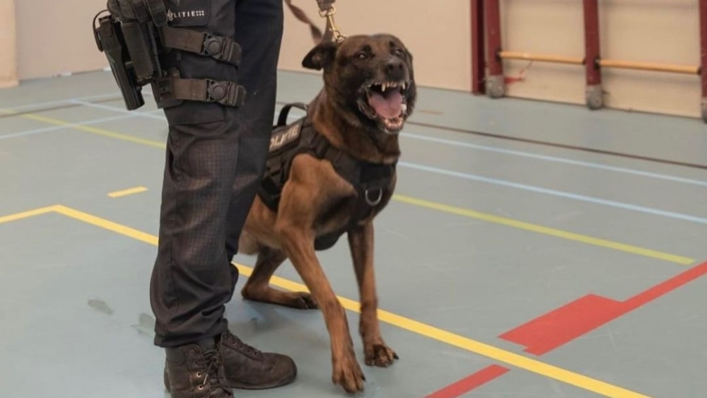 Politiehond Ares