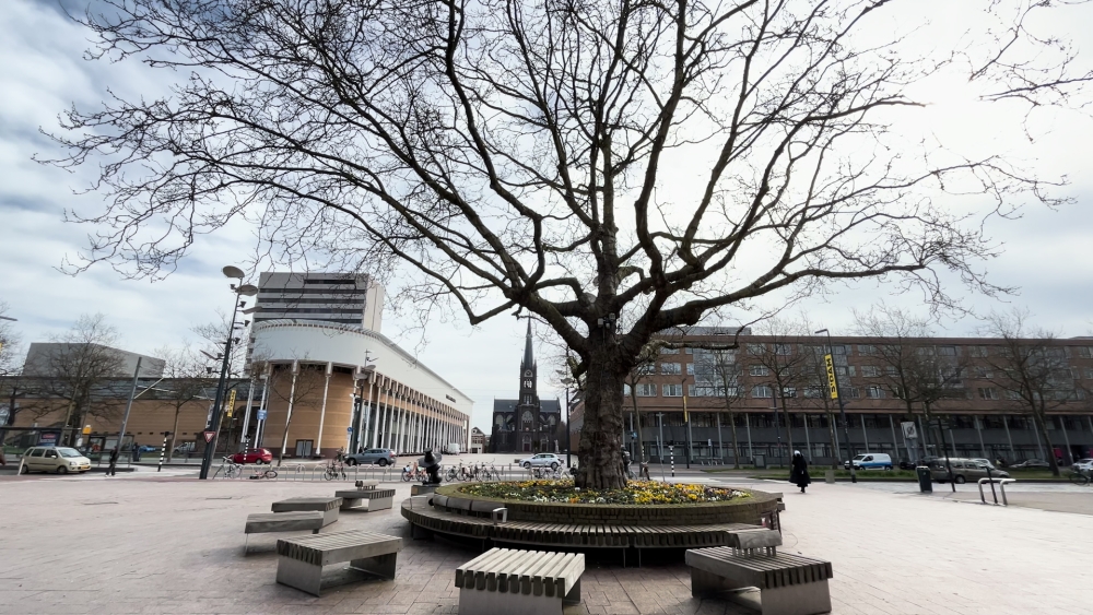 Na 12,5 jaar wachten heeft Schiedam een monumentale bomenlijst