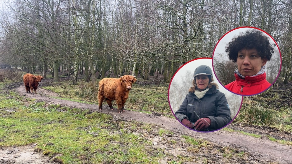 Bezoekers schrikken van doodgebeten hooglanders: ‘Verdrietig voor de beestjes’