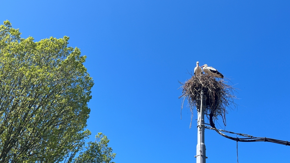 Schiedammers smelten van klepperende ooievaars op de bovenleidingsmast van de tram