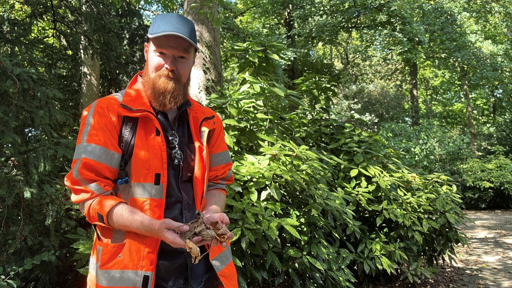 Herfst in de zomer: wat is er aan de hand met de bomen in het Oranjepark?