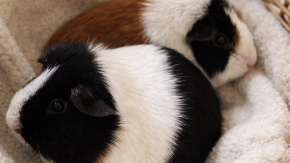 Twee onderkoelde cavia’s gevonden: gedumpt aan de Broekpolderweg in Vlaardingen