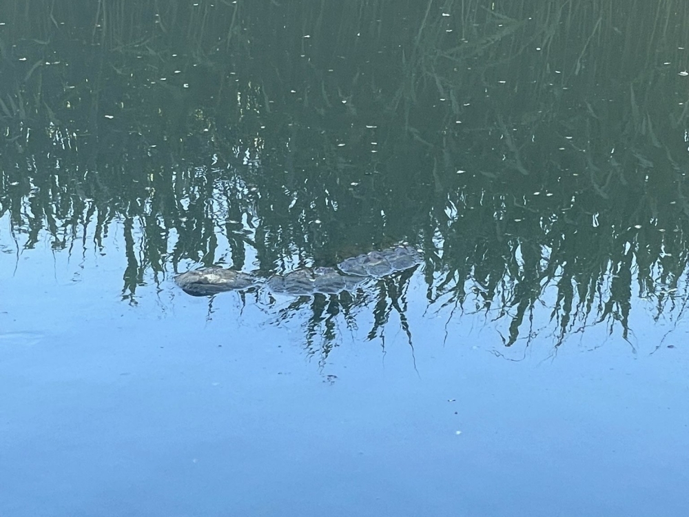 Dierenambulance ingeschakeld nadat Schiedammer krokodil in sloot ziet