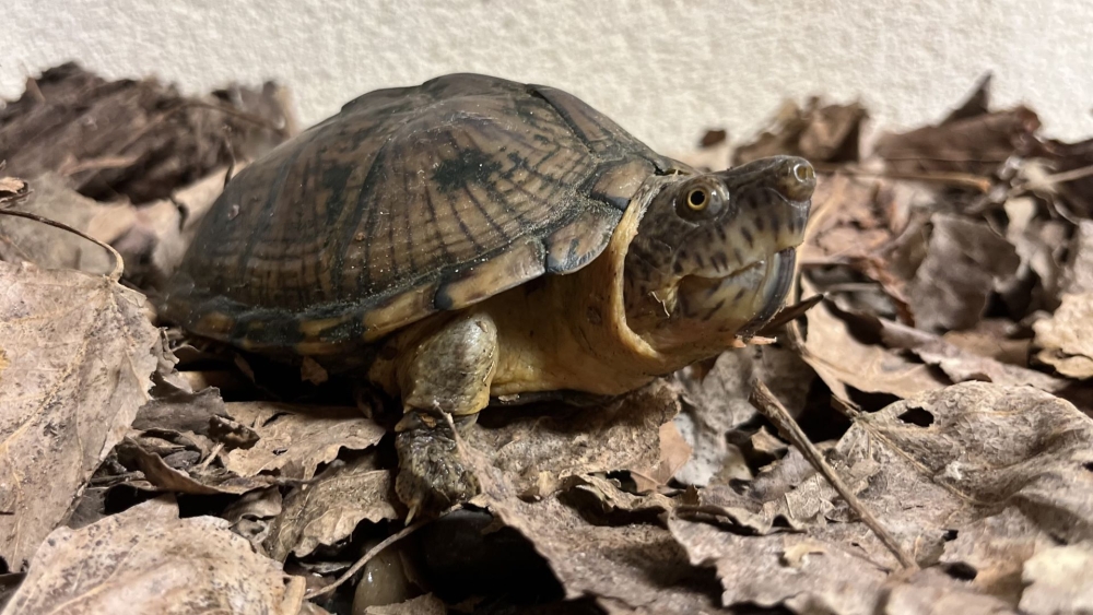 Inspectie haalt verwaarloosde schildpadden weg bij Vlaardingse vrouw