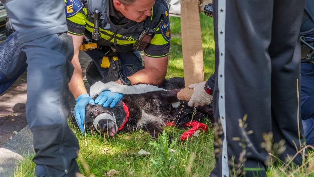 Hond gewond na aanrijding, rende bijna een kilometer over de snelweg