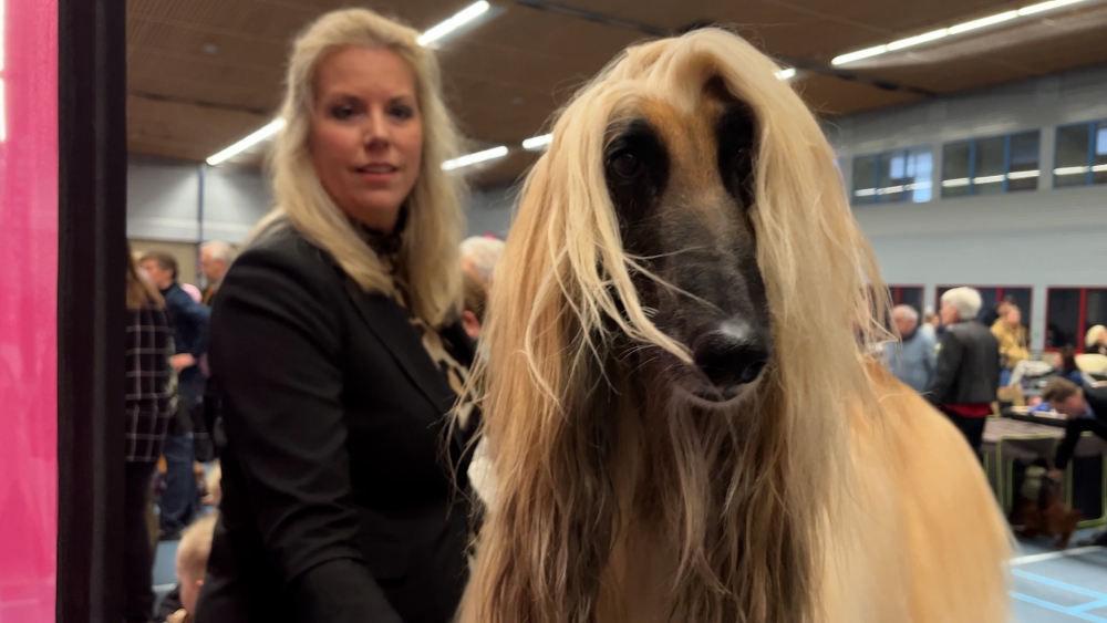 Opgedofte honden strijden in Schiedam om de landelijke titel: &#039;Hij is ook wel gewoon lekker hond&#039;