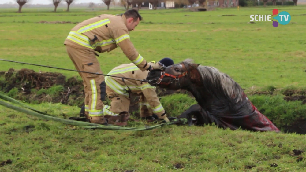 Brandweer redt paard uit de sloot